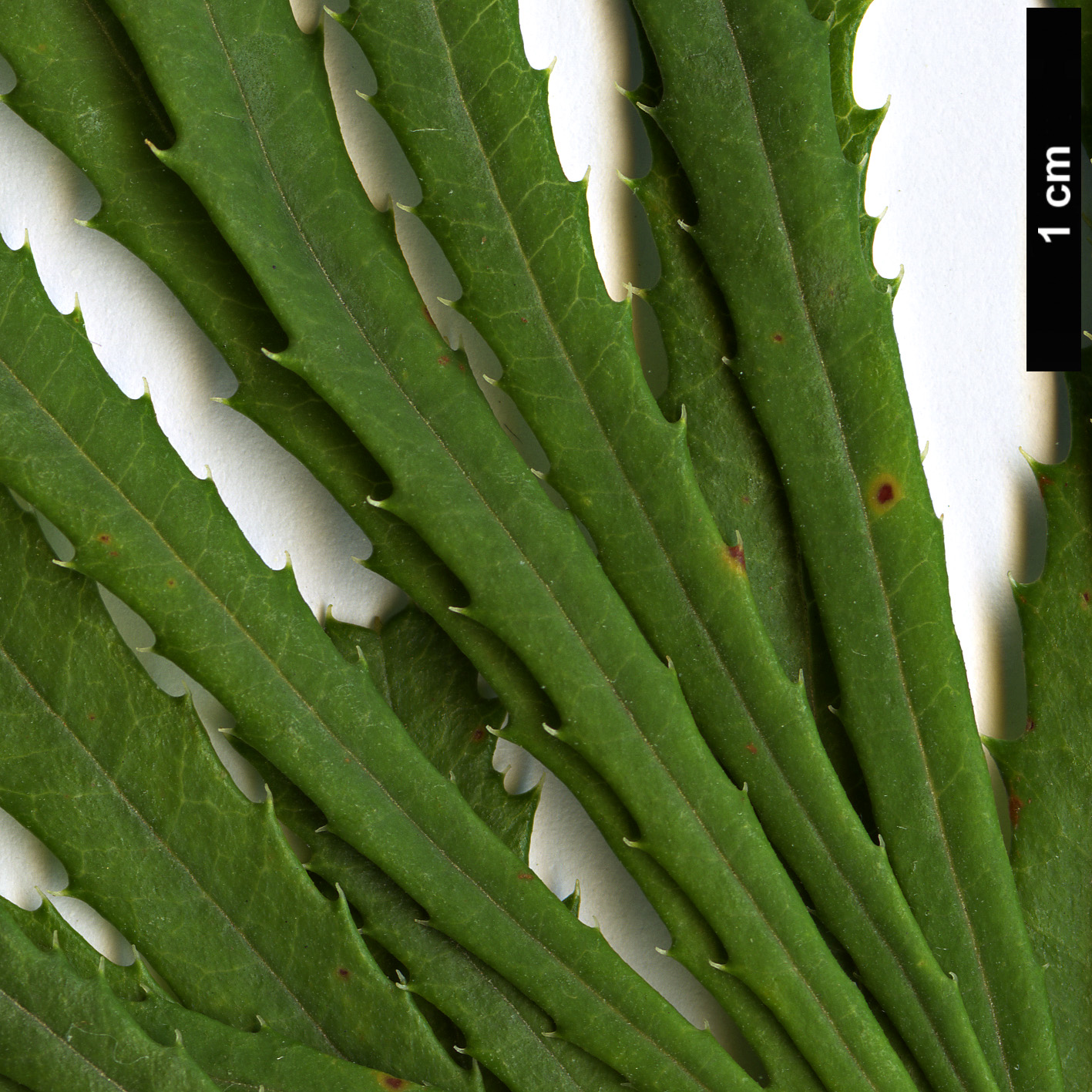 High resolution image: Family: Proteaceae - Genus: Banksia - Taxon: spinulosa - SpeciesSub: var. collina